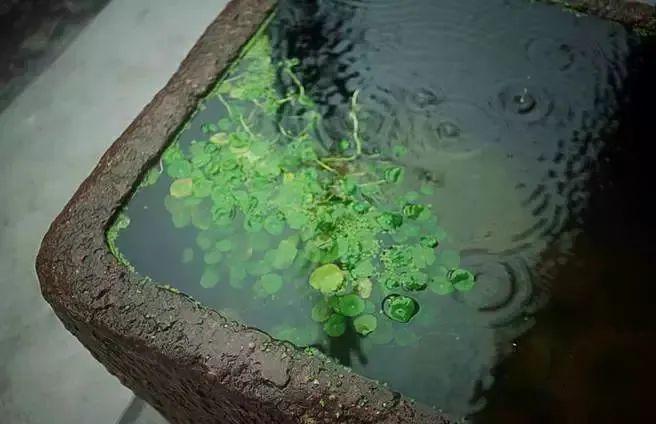 雨水频频之际，古胶呵护您的健康