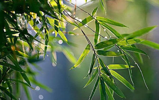 雨水频频之际，古胶呵护您的健康