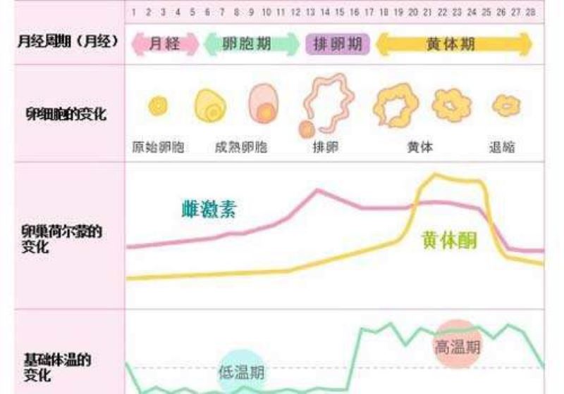 君君85后：为你揭秘女性生理期为什么不建议吃阿胶？