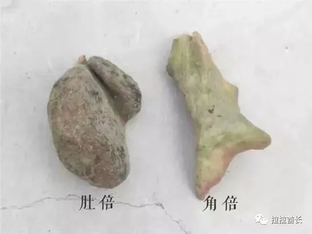 问答| 五倍子的作用和功效是什么？