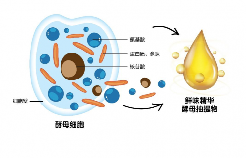 酵母以及酵母加工制品的意义与作用