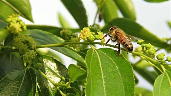 枣花蜂蜜怎么样?枣花蜂蜜的功效与禁忌