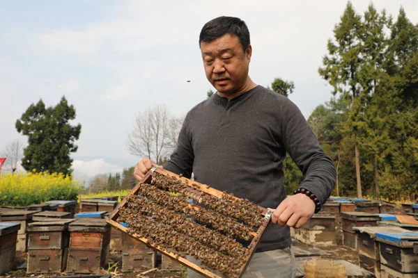 蜂王浆什么味道?蜂王浆的功效与禁忌?