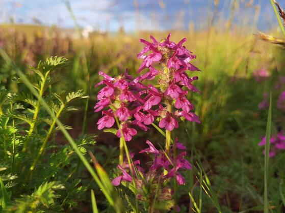 野山花蜜的功效与禁忌?野山花蜜和蜂蜜区别