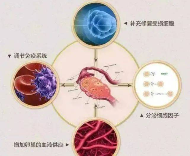 北联世纪：总结干细胞治疗卵巢早衰的十个问题！