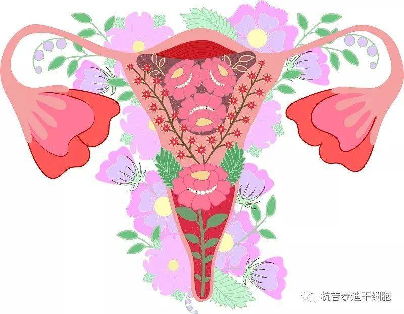 原创
 间充质干细胞移植治疗卵巢早衰的作用机制及应用前景