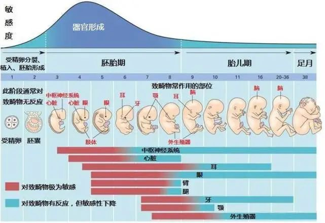 “胎停”越来越多，原因主要有3种，早了解早预防，孕妈别大意