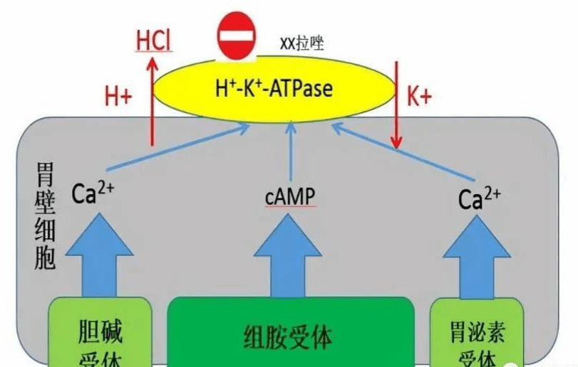 奥美拉唑是饭前吃还是饭后吃？长期服用有什么危害？听医生怎么说