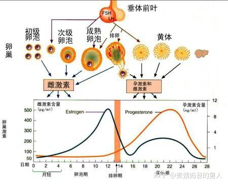 一个月没来例假，也没有怀孕是怎么回事？