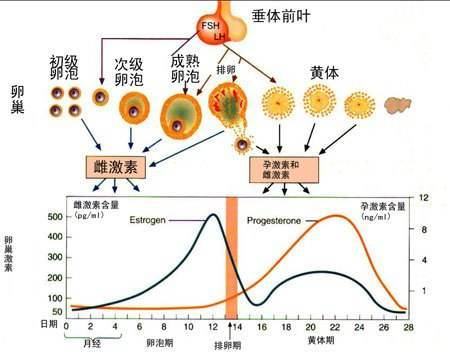 一个月没来例假，也没有怀孕是怎么回事？