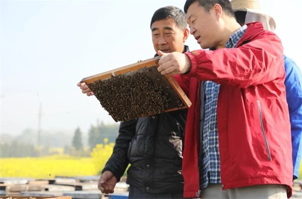 原蜂胶怎么吃?天然蜂胶块的食用方法