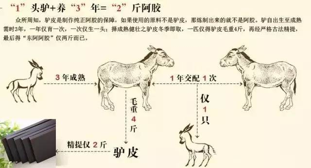 1公斤阿胶=1头驴养3年，终于知道阿胶的价值了！