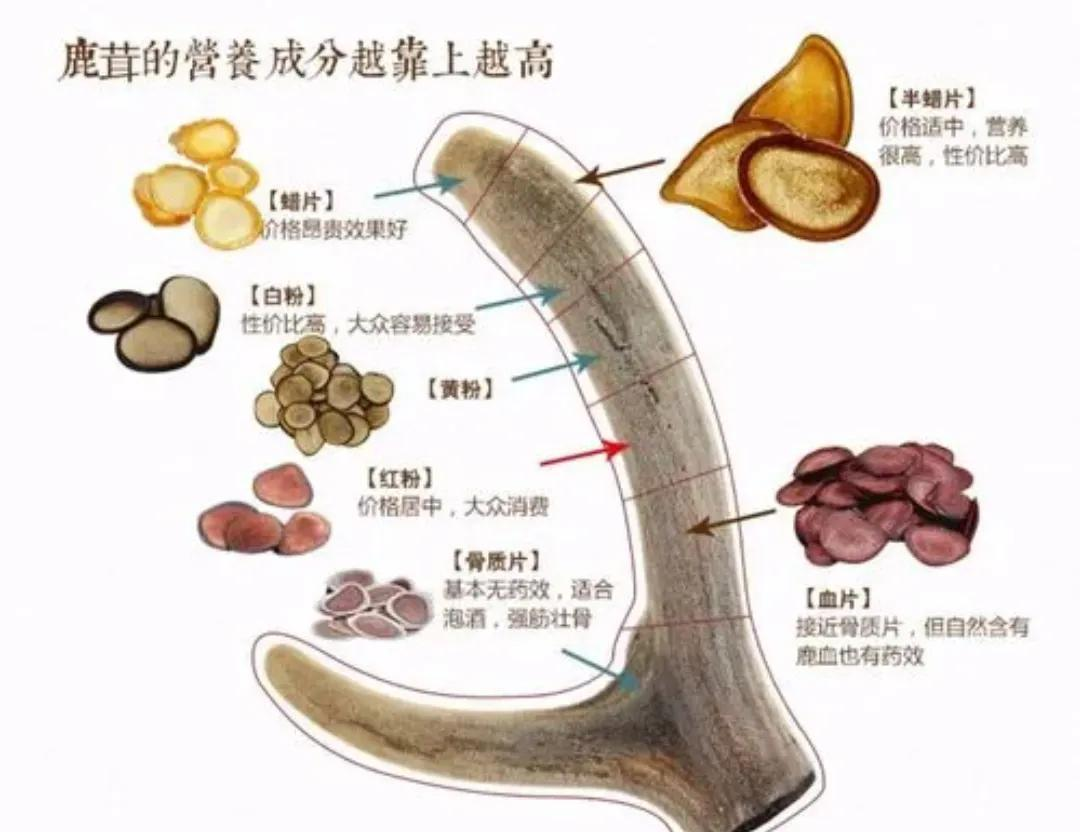 关于如何吃鹿茸片的4种基本方法